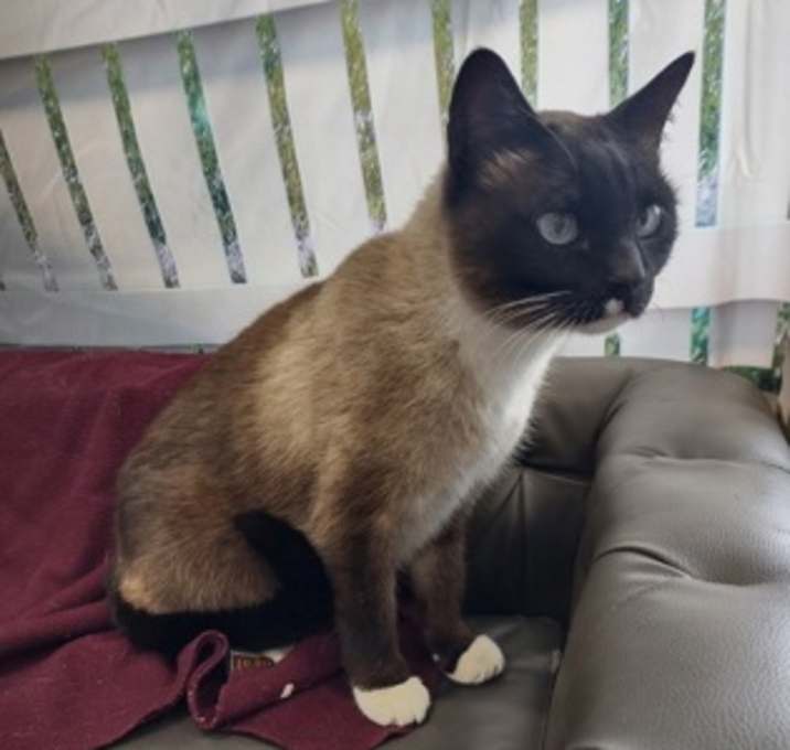 Photo of Latte