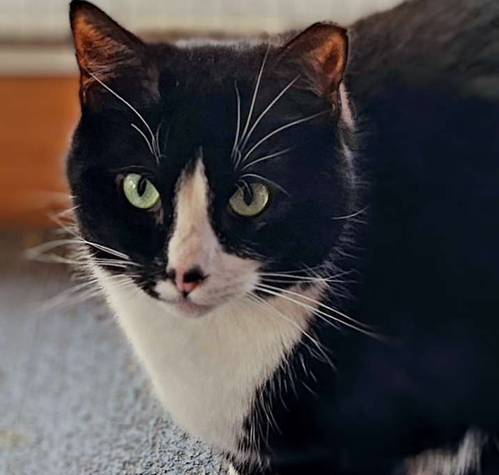 Photo of Speckle