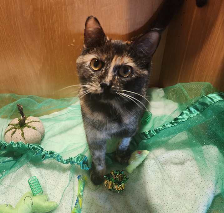 Photo of Blossom
