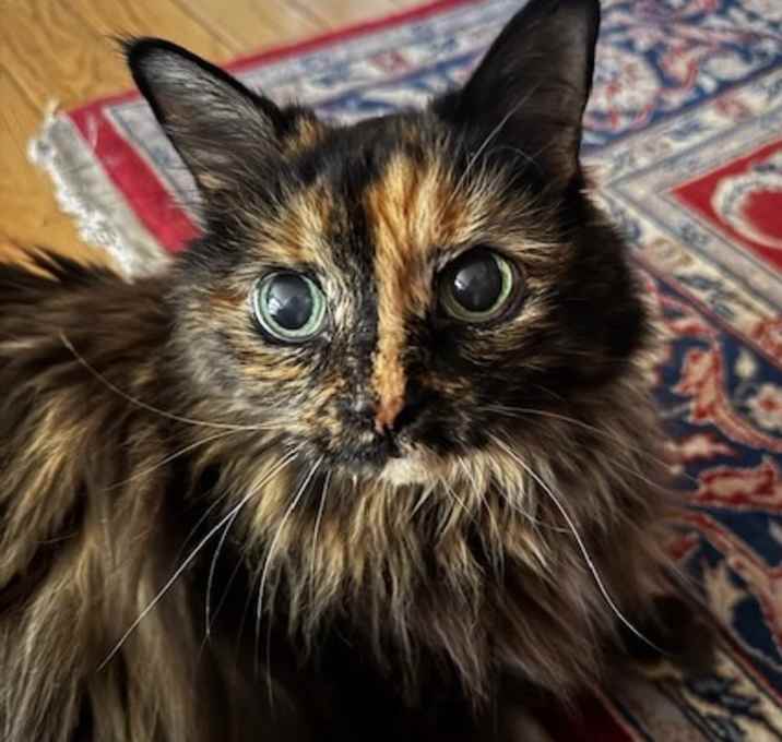Photo of Lucky
