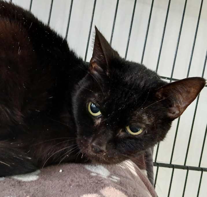Photo of Smokey