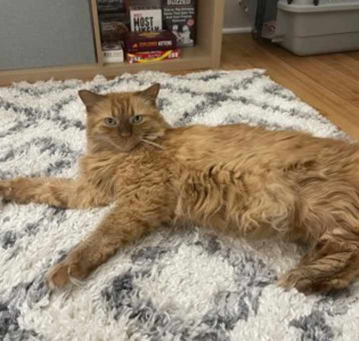 Photo of Ginger FIV+