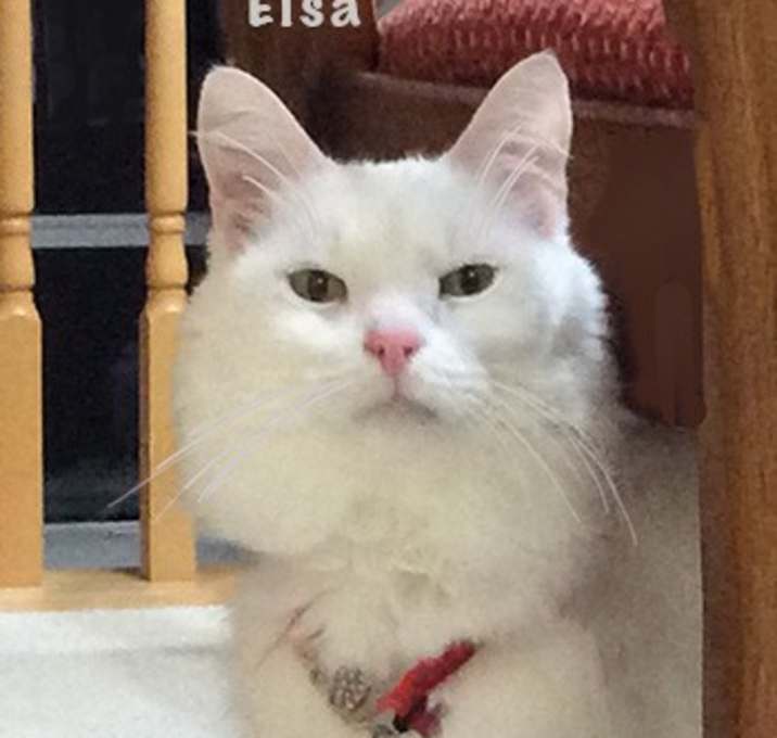 Photo of Elsa
