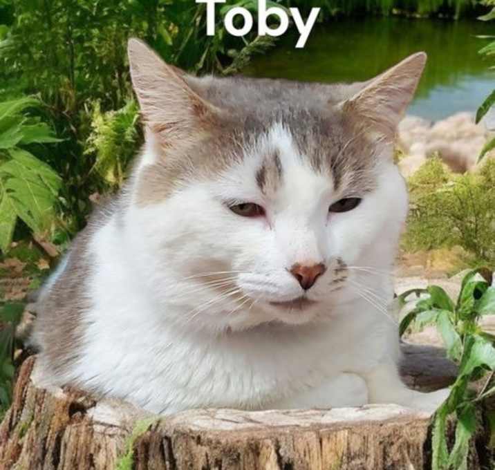Photo of Toby
