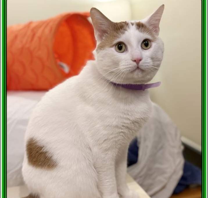 Photo of FRONC