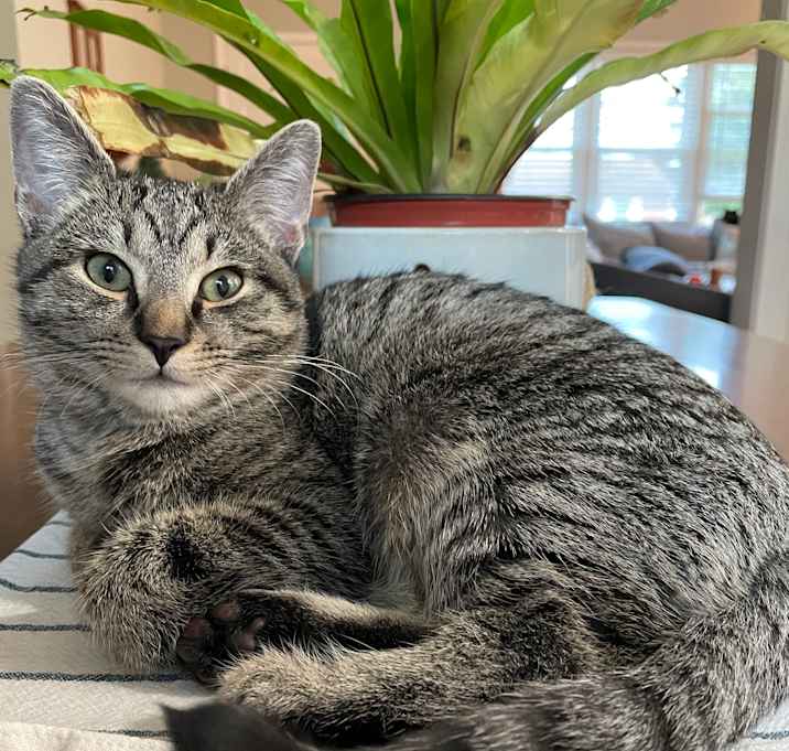Photo of Widget