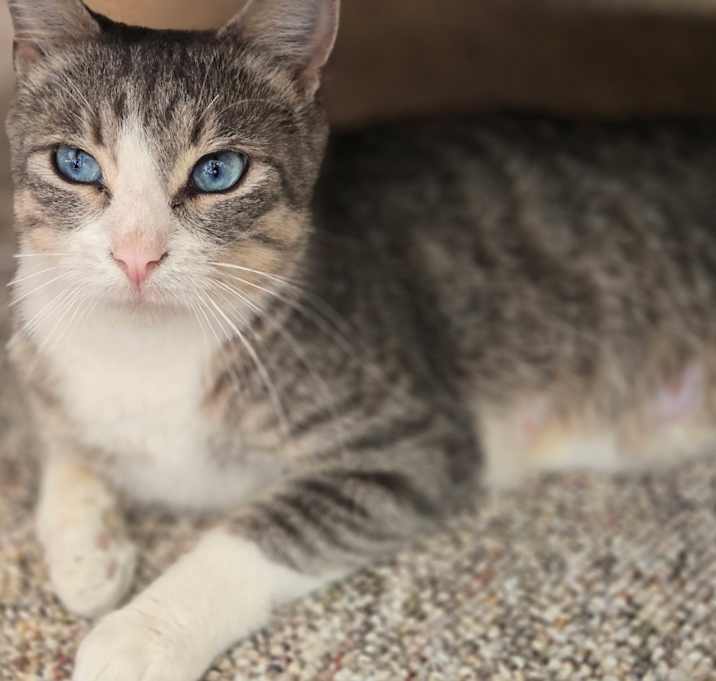 Photo of Serafina