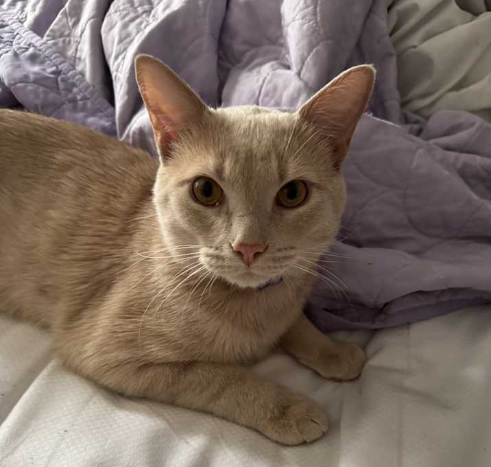 Photo of Puma