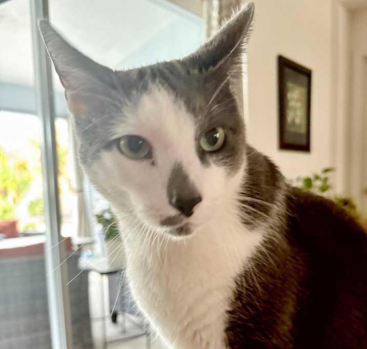 Photo of Leo (talker, loving Video)