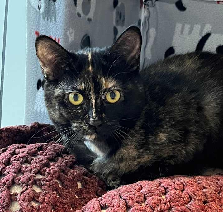 Photo of Lovebug