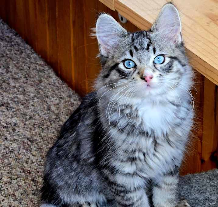 Photo of Bodhi