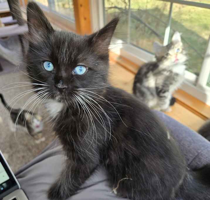 Photo of Mira