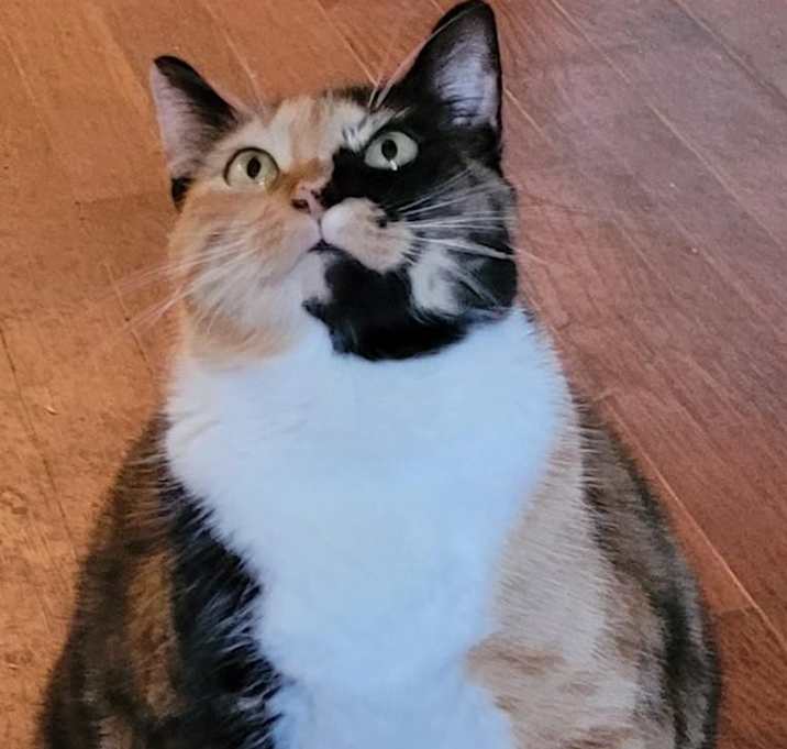 Photo of Bella