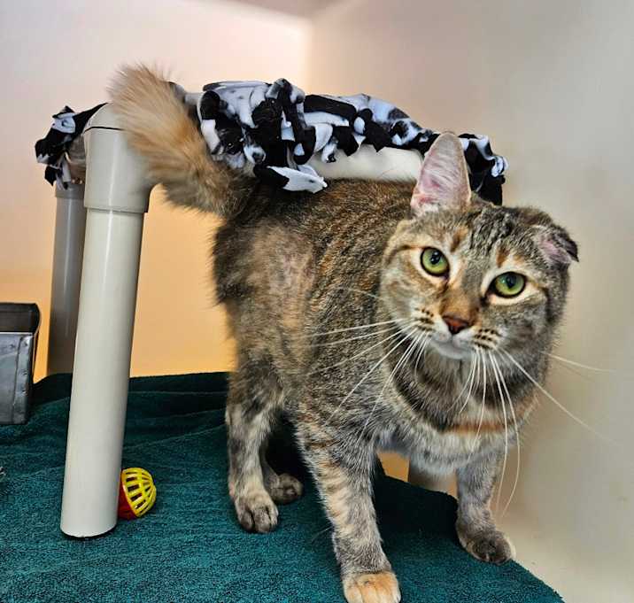 Photo of Peaches