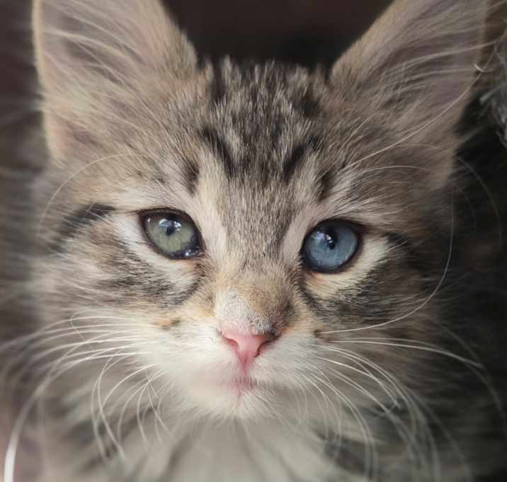 Photo of Sage