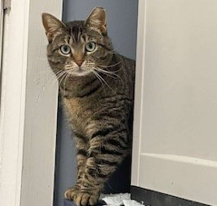 Photo of Stripes-fee sponsored