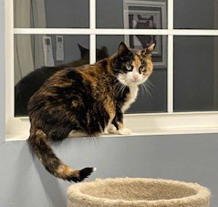 Photo of Patches-fee sponsored