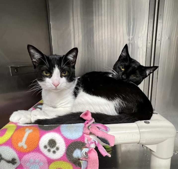 Photo of Mr Whiskers & Tucker