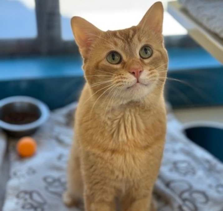 Photo of Chester