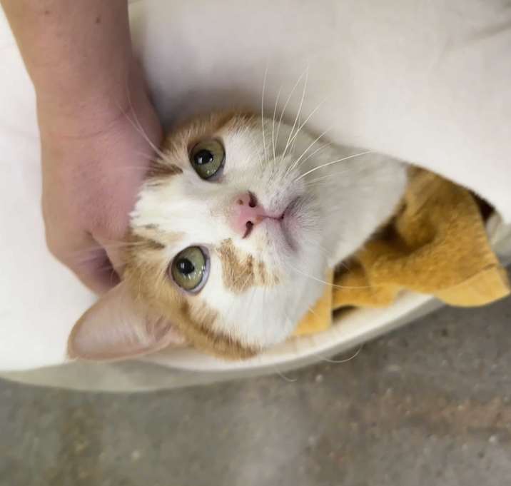Photo of Buttercup (Baby)