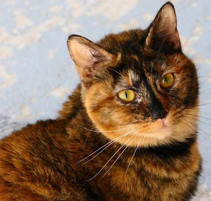 Photo of Tortuga