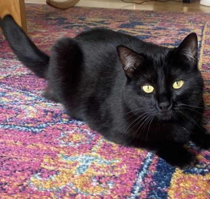 Photo of Breezy (bonded with Moxie)
