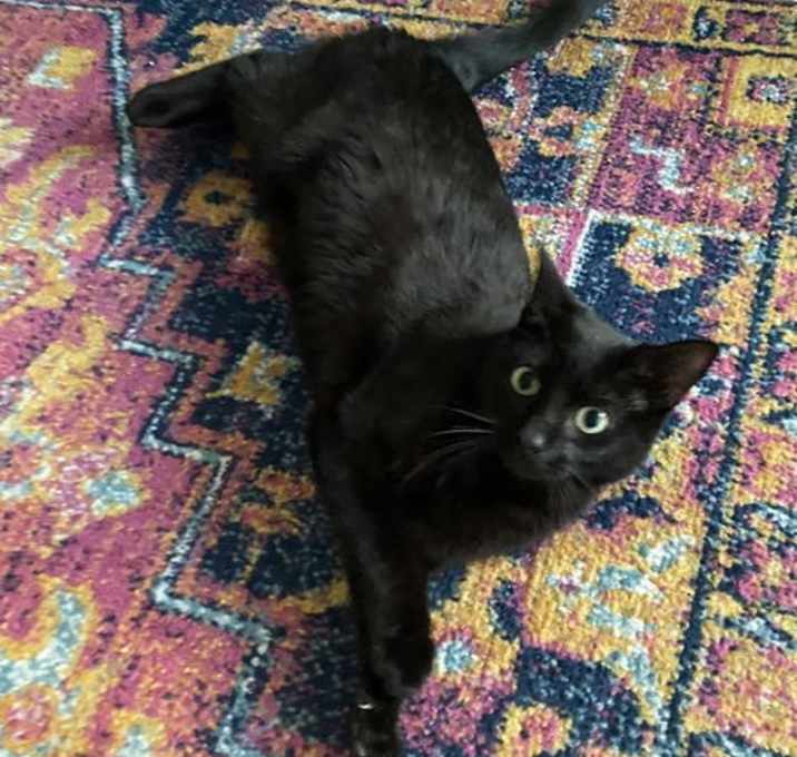 Photo of Moxie (bonded with Breezy)