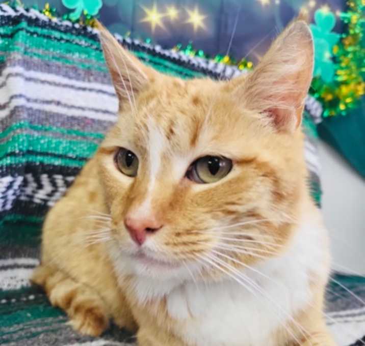 Photo of Garfield