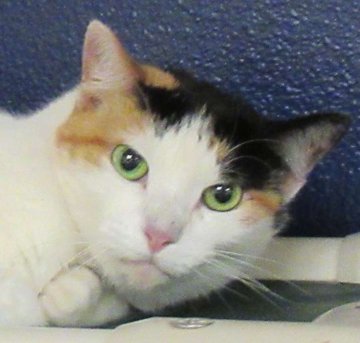 Photo of Apricot