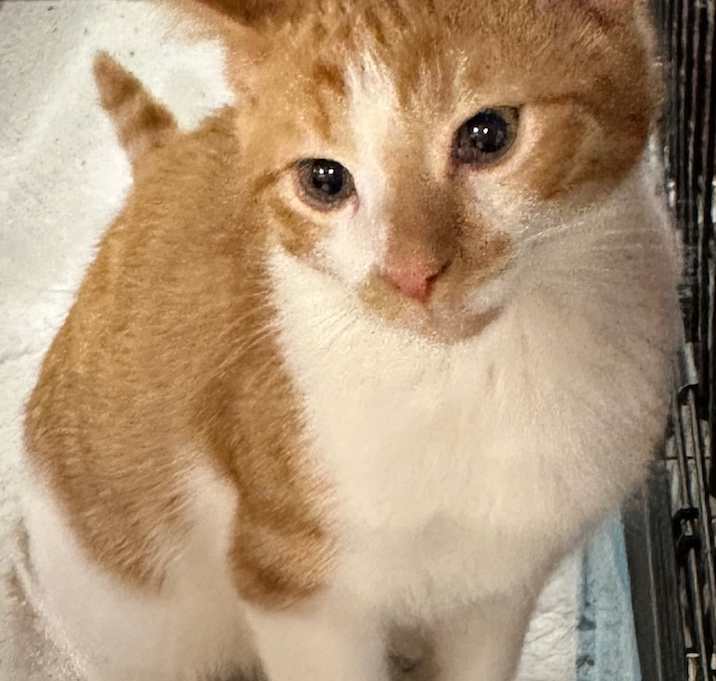 Photo of Dewey