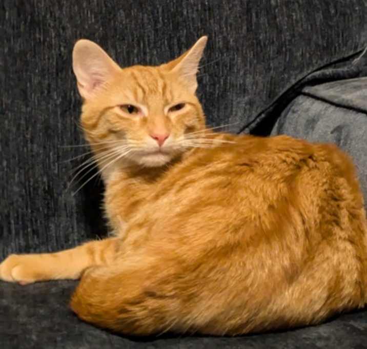 Photo of Alfredo (must be adopted with