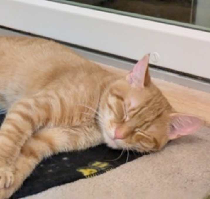 Photo of Simba (must be adopted with Al