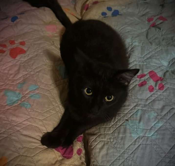 Photo of Zilla
