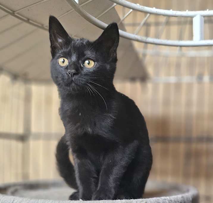 Photo of Winnie Kitty