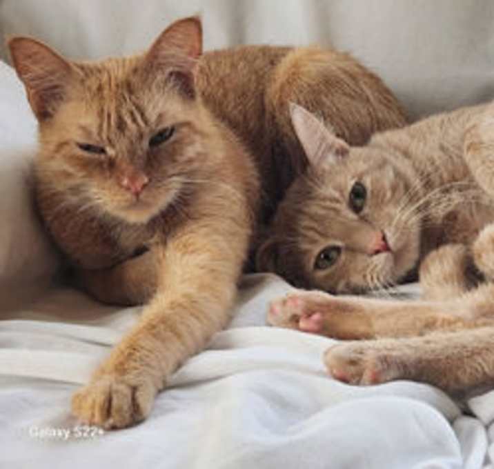 Photo of Charlie (must be adopted with