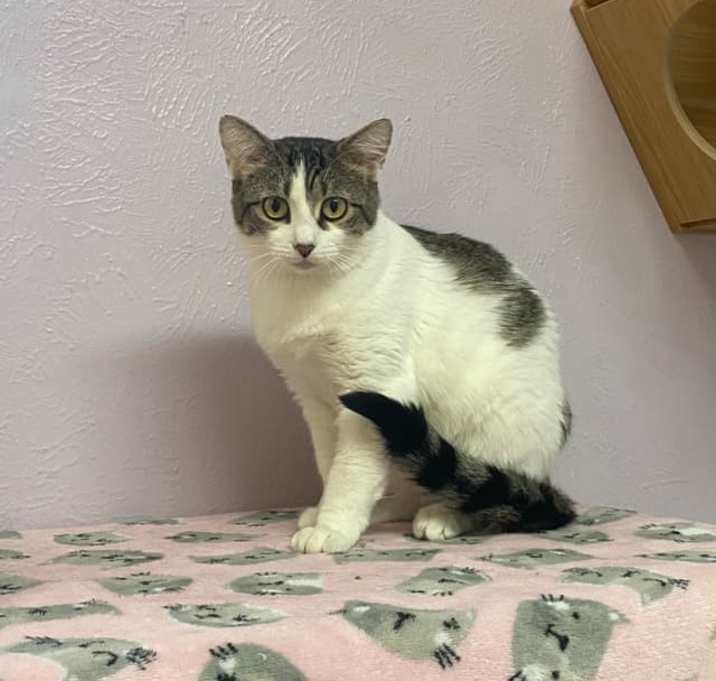 Photo of Bitsy