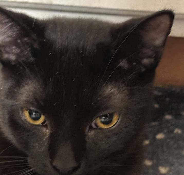 Photo of Rolo