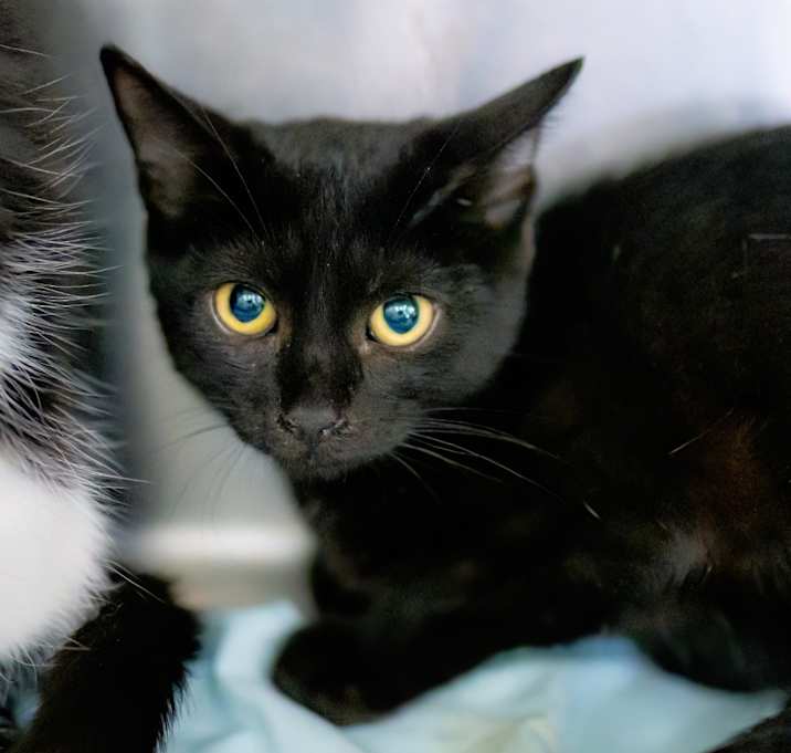 Photo of Pepper