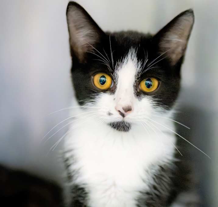 Photo of Parsley