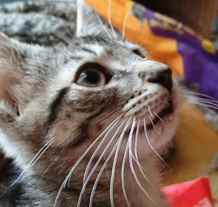 Photo of Meow