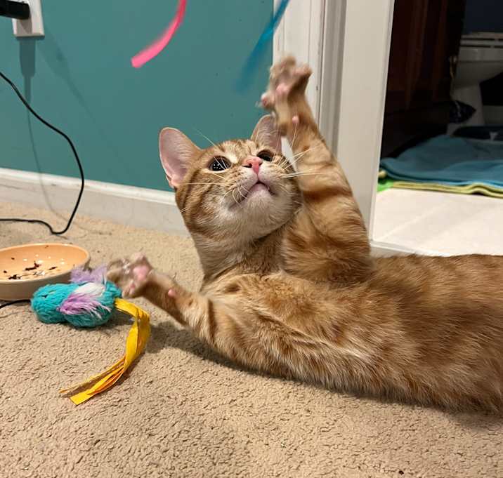 Photo of Comet