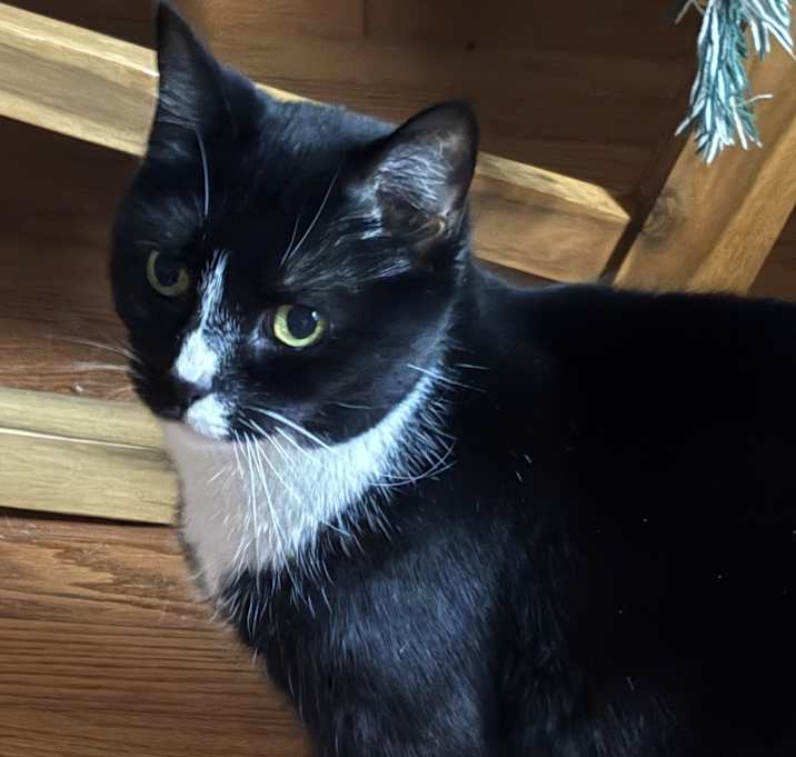 Photo of Mittens