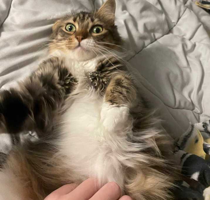Photo of Giavonni - In Foster