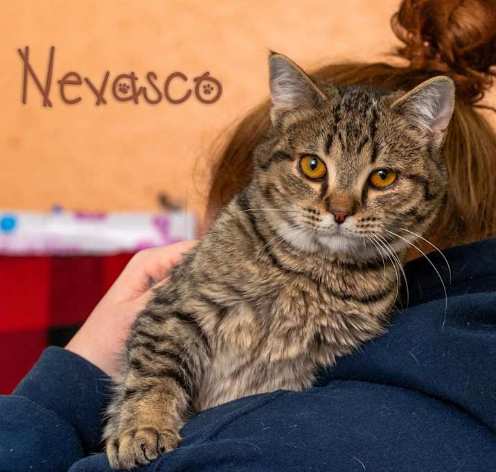 Photo of Nevasco