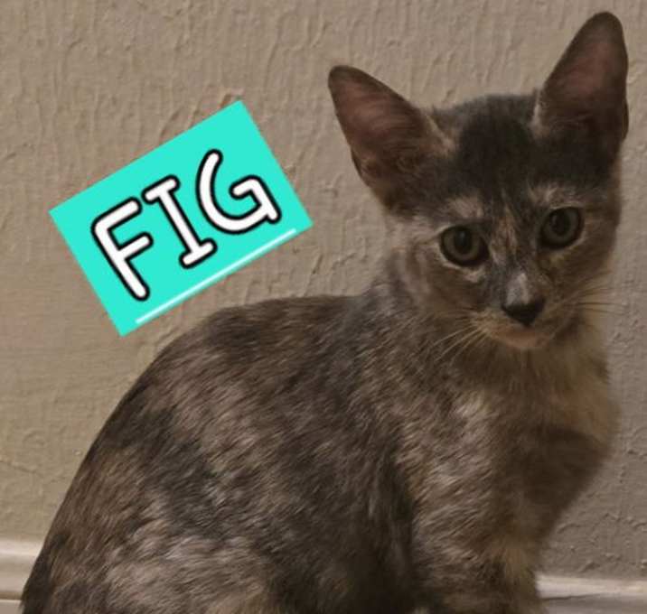 Photo of FIG