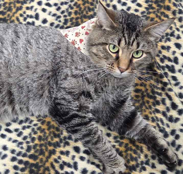 Photo of Reginald Purrsworth