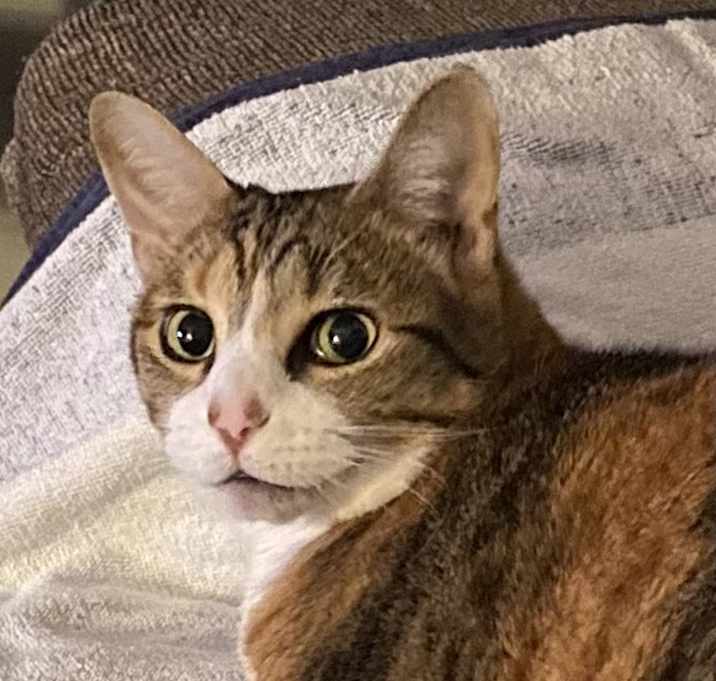 Photo of Charleston "Charlie"