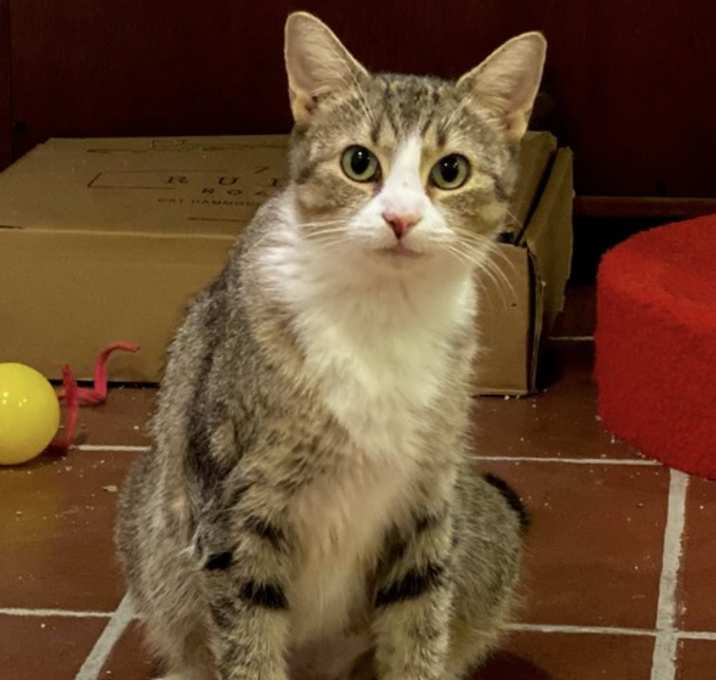 Photo of Autumn (bonded with Pumpkin!)