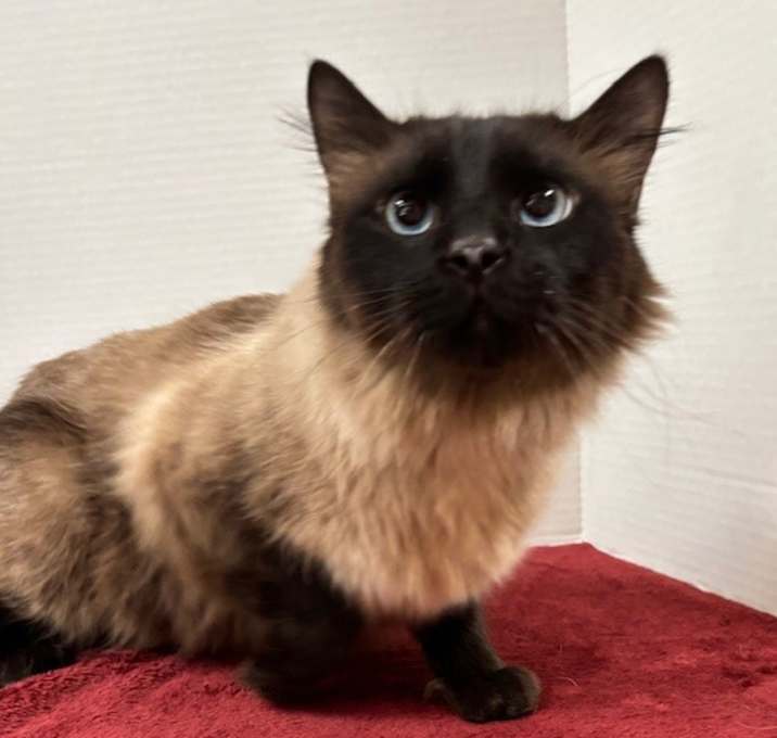 Photo of Jinx Jr.