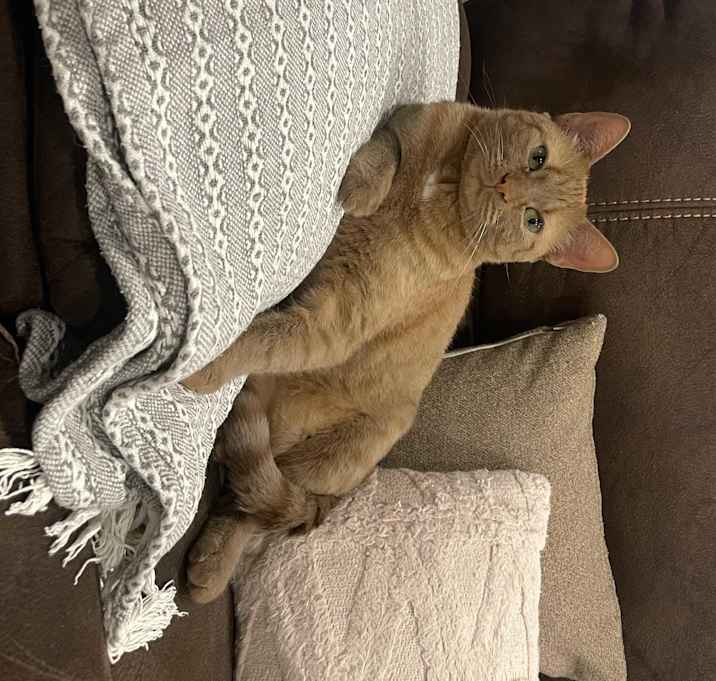 Photo of Nala
